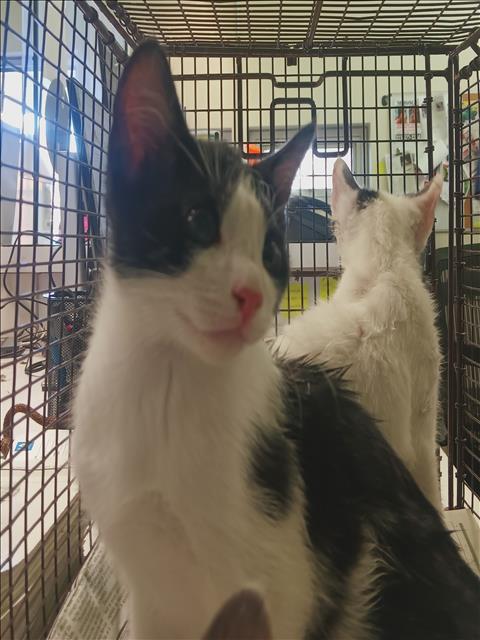 Shelter Stray Unknown Cat last seen , 1850 W 60th St, Los Angeles, CA 90047, USA