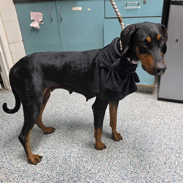 Shelter Stray Female Dog last seen Near BLOCK REDONDO AVE, LONG BEACH CA, 7700 E Spring St, Long Beach, CA 90815, USA