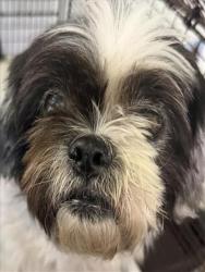 Shelter Stray Male Dog last seen , 1850 W 60th St, Los Angeles, CA 90047, USA