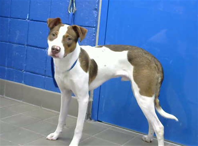 Shelter Stray Male Dog last seen , 8920 Lomas Blvd NE, Albuquerque, NM 87112, USA