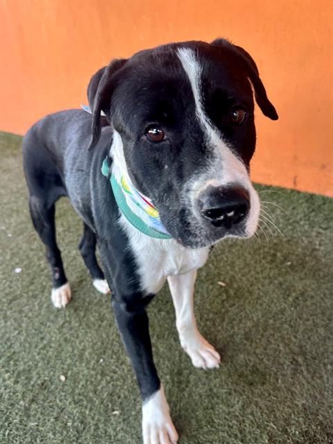 Shelter Stray Male Dog last seen Near BLOCK NW 12TH AVE, 3599 NW 79th Ave, Doral, FL 33122, USA