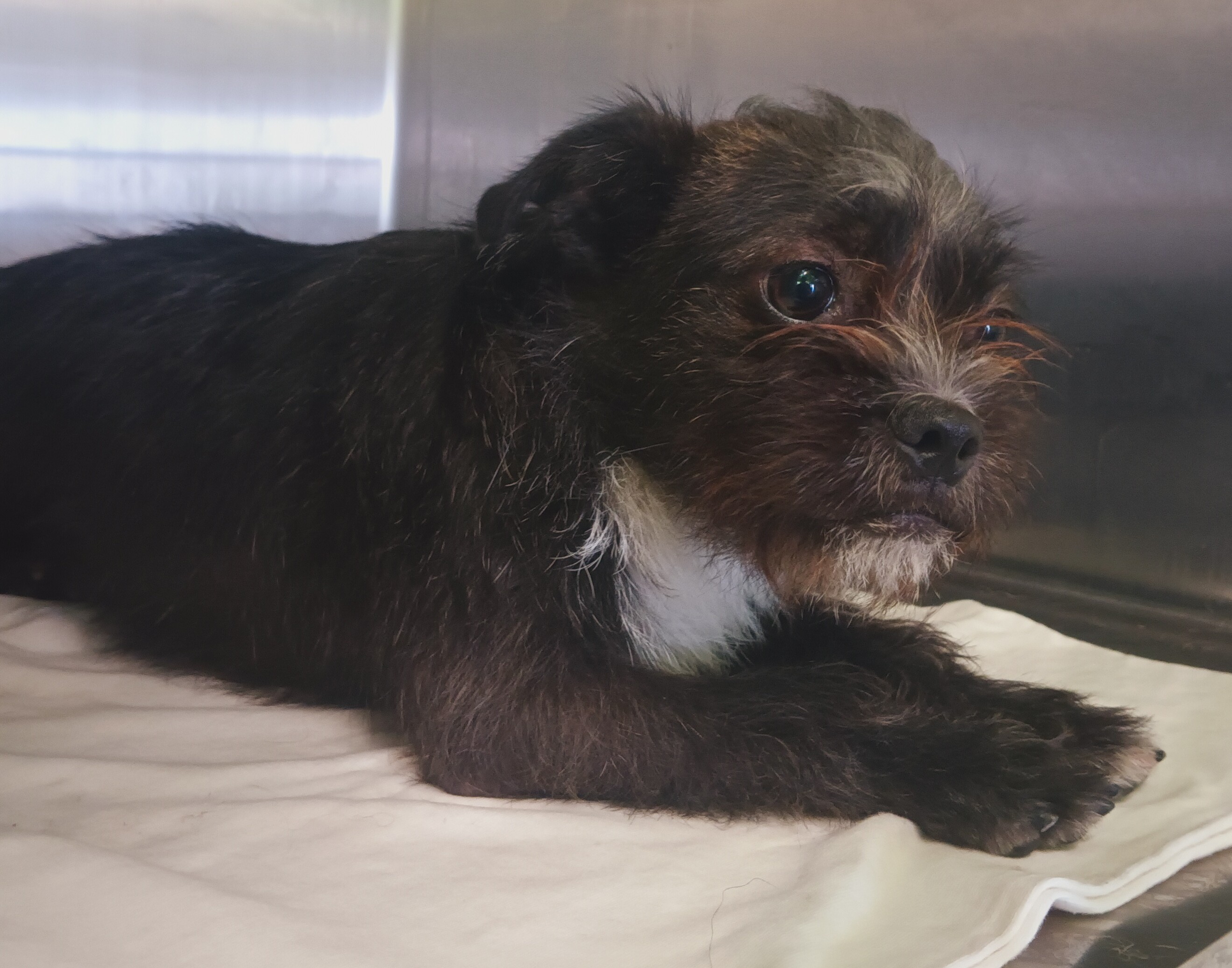 Shelter Stray Unknown Dog last seen , 1850 W 60th St, Los Angeles, CA 90047, USA