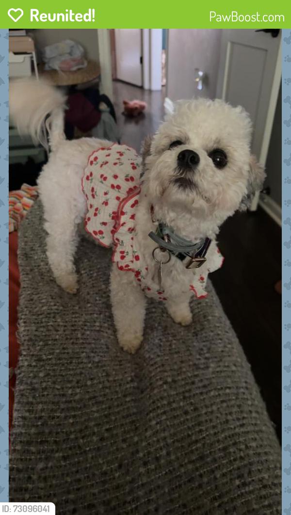 Reunited Female Dog last seen Last seen at 10 Arlington dr, Covington, GA 30016