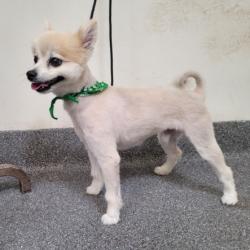 Shelter Stray Male Dog last seen , 3201 Lacy St, Los Angeles, CA 90031, USA