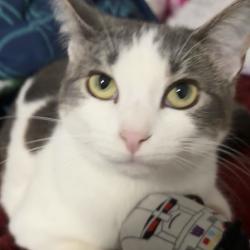 Lost Female Cat last seen Victoria Ave, North Chicago, IL 60064
