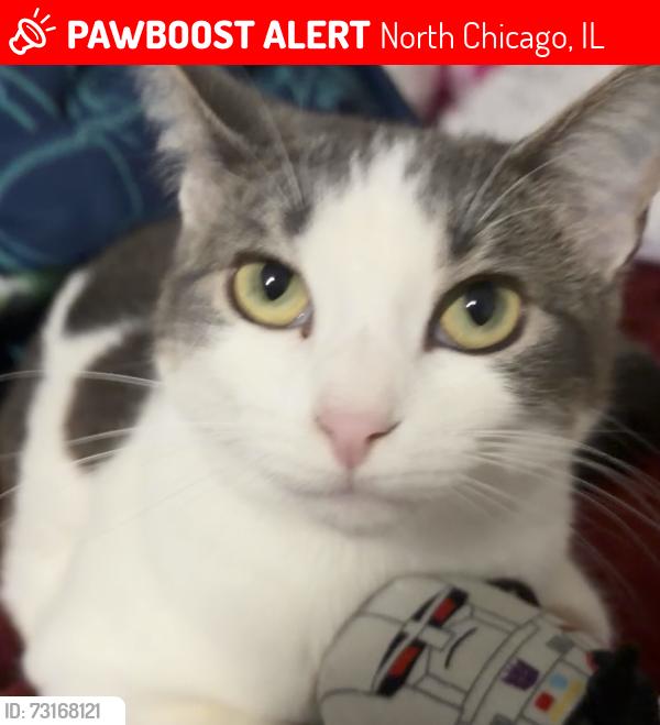 Lost Female Cat last seen Victoria Ave, North Chicago, IL 60064