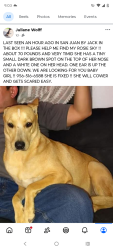 Lost Female Dog last seen Raul Longoria and Frontage Road by Jack in the box, San Juan, TX 78589