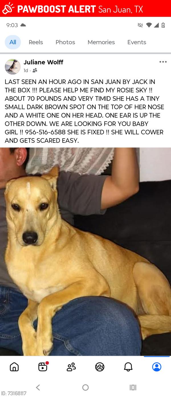 Lost Female Dog last seen Raul Longoria and Frontage Road by Jack in the box, San Juan, TX 78589