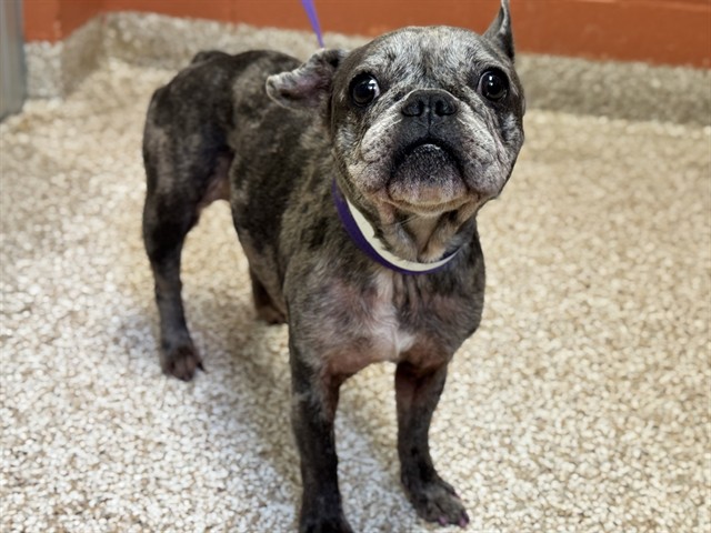 Shelter Stray Female Dog last seen Near BLOCK EAGLERIDGE BLVD, PUEBLO CO 81008, 4600 Eagleridge Pl, Pueblo, CO 81008, USA