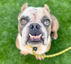 Shelter Stray Male Dog last seen , 3201 Lacy St, Los Angeles, CA 90031, USA