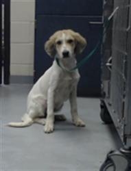 Shelter Stray Male Dog last seen Near BLOCK YADKIN RD, FAYETTEVILLE NC 28303, 4704 Corporation Dr, Fayetteville, NC 28306, USA