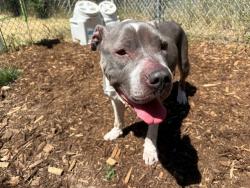 Shelter Stray Female Dog last seen Near BLOCK W BAYAUD AVE, DENVER CO 80223, 1241 W Bayaud Ave, Denver, CO 80223, USA