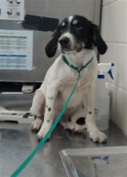 Shelter Stray Male Dog last seen Near BLOCK YADKIN RD, FAYETTEVILLE NC 28303, 4704 Corporation Dr, Fayetteville, NC 28306, USA