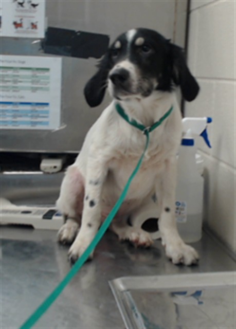 Shelter Stray Male Dog last seen Near BLOCK YADKIN RD, FAYETTEVILLE NC 28303, 4704 Corporation Dr, Fayetteville, NC 28306, USA