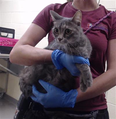 Shelter Stray Female Cat last seen Near BLOCK W 10TH AVE, DENVER CO 80204, 1241 W Bayaud Ave, Denver, CO 80223, USA