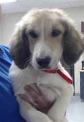 Shelter Stray Female Dog last seen Near BLOCK YADKIN RD, FAYETTEVILLE NC 28303, 4704 Corporation Dr, Fayetteville, NC 28306, USA