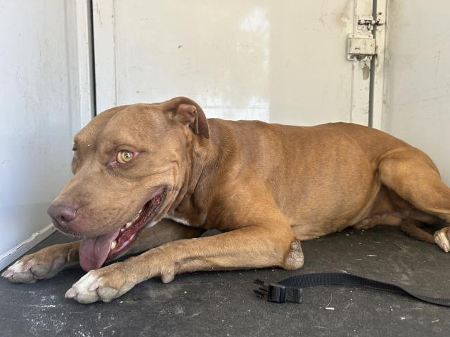 Shelter Stray Male Dog last seen N REDLANDS AVE, PERRIS, CA, 227 N D St, Perris, CA 92570, USA