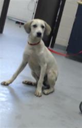 Shelter Stray Female Dog last seen Near BLOCK YADKIN RD, FAYETTEVILLE NC 28303, 4704 Corporation Dr, Fayetteville, NC 28306, USA