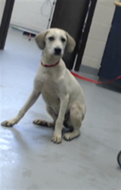 Shelter Stray Female Dog last seen Near BLOCK YADKIN RD, FAYETTEVILLE NC 28303, 4704 Corporation Dr, Fayetteville, NC 28306, USA