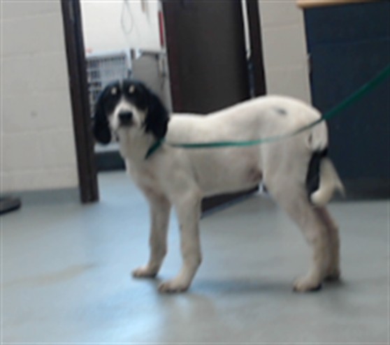 Shelter Stray Male Dog last seen Near BLOCK YADKIN RD, FAYETTEVILLE NC 28303, 4704 Corporation Dr, Fayetteville, NC 28306, USA