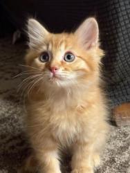 Shelter Stray Male Cat last seen Near BLOCK W BOBOLINK ST, WEST VALLEY CITY UT 84123, 4522 W 3500 S, West Valley City, UT 84120, USA