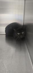 Shelter Stray Male Cat last seen Near BLOCK BROWNS LN, FAYETTEVILLE NC 28301, 4704 Corporation Dr, Fayetteville, NC 28306, USA