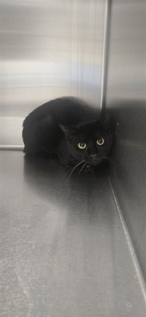 Shelter Stray Male Cat last seen Near BLOCK BROWNS LN, FAYETTEVILLE NC 28301, 4704 Corporation Dr, Fayetteville, NC 28306, USA