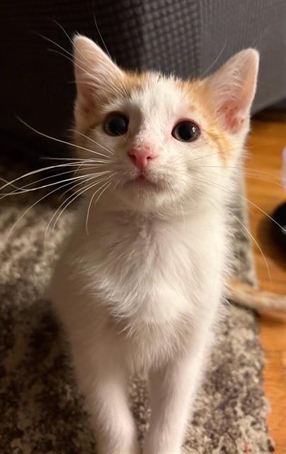 Shelter Stray Male Cat last seen Near BLOCK W 4330, 4522 W 3500 S, West Valley City, UT 84120, USA