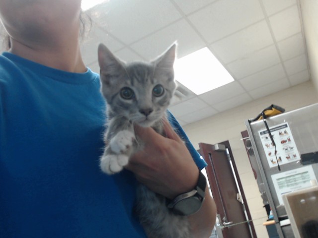 Shelter Stray Male Cat last seen Near BLOCK ROCKFISH RD, HOPE MILLS NC 28348, 4704 Corporation Dr, Fayetteville, NC 28306, USA