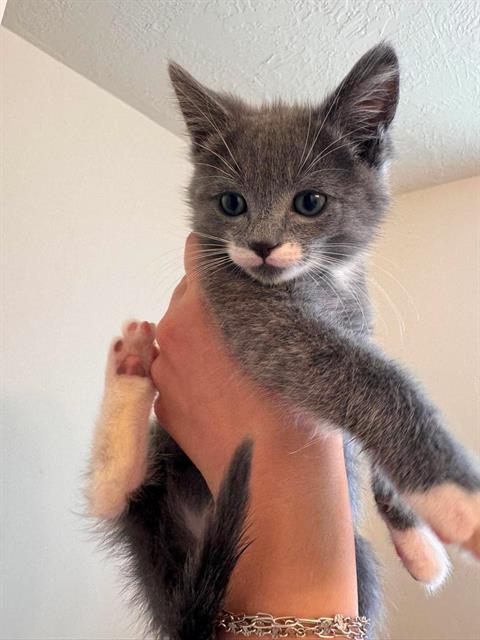 Shelter Stray Male Cat last seen Near BLOCK W 3790 SOUTH, 4522 W 3500 S, West Valley City, UT 84120, USA