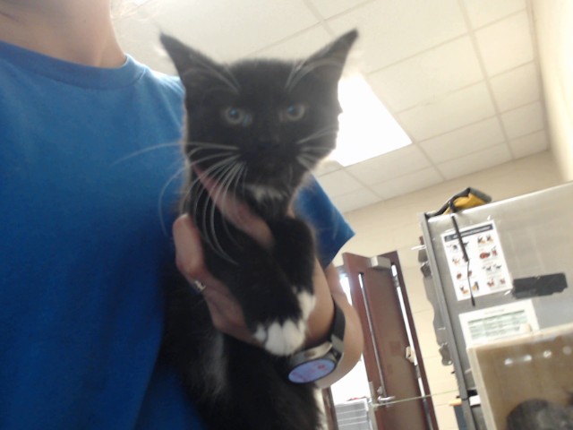 Shelter Stray Male Cat last seen Near BLOCK ROCKFISH RD, HOPE MILLS NC 28348, 4704 Corporation Dr, Fayetteville, NC 28306, USA