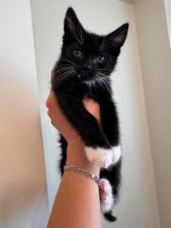 Shelter Stray Male Cat last seen Near BLOCK W 3790 SOUTH, 4522 W 3500 S, West Valley City, UT 84120, USA