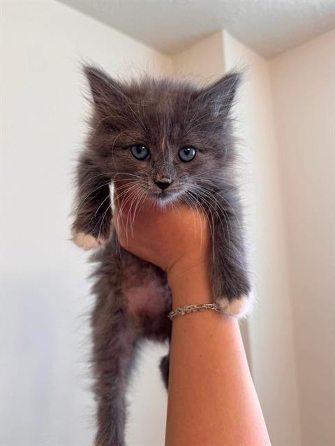 Shelter Stray Female Cat last seen Near BLOCK W 3790 SOUTH, 4522 W 3500 S, West Valley City, UT 84120, USA