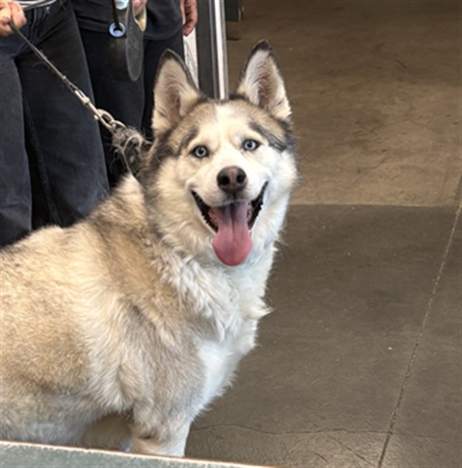 Shelter Stray Female Dog last seen , West Valley Animal Shelter, 20655 Plummer St, Chatsworth, CA 91311, USA