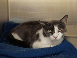 Shelter Stray Unknown Cat last seen Near BLOCK W 3980, 4522 W 3500 S, West Valley City, UT 84120, USA