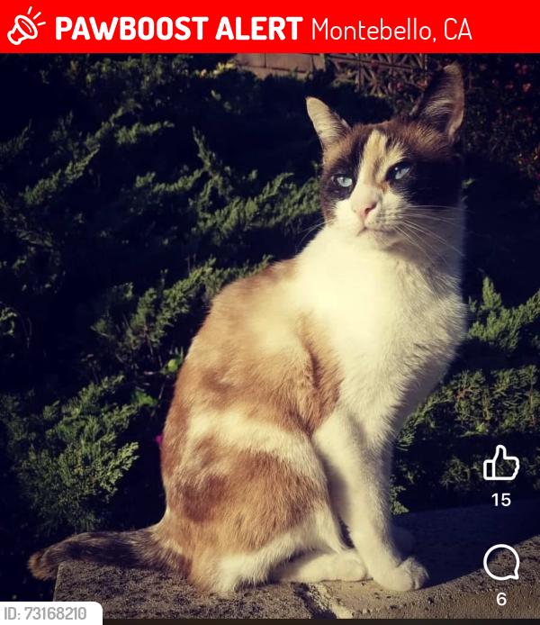 Lost Female Cat last seen 16th and Westmoreland, Montebello, CA 90640