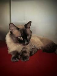 Shelter Stray Male Cat last seen Near BLOCK S MAPLE WAY, 4522 W 3500 S, West Valley City, UT 84120, USA