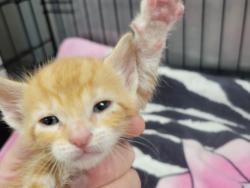 Shelter Stray Female Cat last seen , West Valley Animal Shelter, 20655 Plummer St, Chatsworth, CA 91311, USA