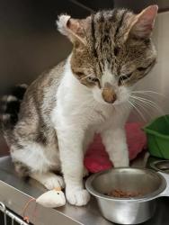 Shelter Stray Male Cat last seen Near BLOCK S 5400, 4522 W 3500 S, West Valley City, UT 84120, USA