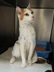 Shelter Stray Male Cat last seen Near BLOCK S BOOT HILL DR, WEST VALLEY CITY UT 84120, 4522 W 3500 S, West Valley City, UT 84120, USA