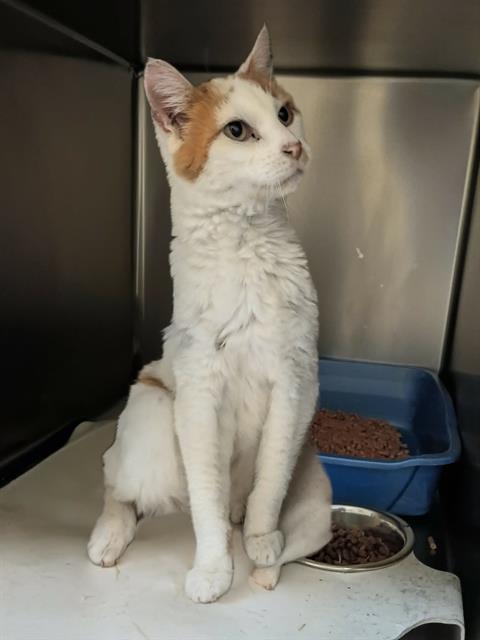 Shelter Stray Male Cat last seen Near BLOCK S BOOT HILL DR, WEST VALLEY CITY UT 84120, 4522 W 3500 S, West Valley City, UT 84120, USA