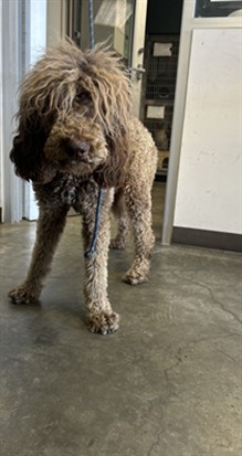 Shelter Stray Female Dog last seen , West Valley Animal Shelter, 20655 Plummer St, Chatsworth, CA 91311, USA