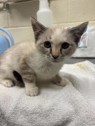 Shelter Stray Female Cat last seen Near BLOCK W DEERMEADOW CIR, 4522 W 3500 S, West Valley City, UT 84120, USA