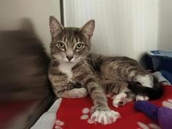 Shelter Stray Female Cat last seen Near BLOCK S SUMMER RIDGE DR, WEST VALLEY CITY UT 84118, 4522 W 3500 S, West Valley City, UT 84120, USA