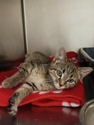 Shelter Stray Unknown Cat last seen Near BLOCK W KIRKBRIDGE, 4522 W 3500 S, West Valley City, UT 84120, USA