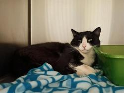 Shelter Stray Male Cat last seen Near BLOCK S JERUSALEM PL, 4522 W 3500 S, West Valley City, UT 84120, USA