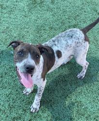Shelter Stray Male Dog last seen Near BLOCK E CALIFORNIA AVE, FRESNO CA 93706 3602, 5277 E Airways Blvd, Fresno, CA 93727, USA