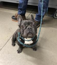 Shelter Stray Female Dog last seen Near BLOCK N WEBER AVE, FRESNO CA 93722 9168, 5277 E Airways Blvd, Fresno, CA 93727, USA