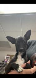 Shelter Stray Male Dog last seen Near BLK BRAADSHAW ST, BAKERSFIELD, CA, 201 S Mt Vernon Ave, Bakersfield, CA 93307, USA