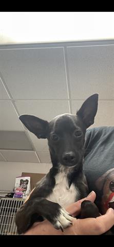 Shelter Stray Male Dog last seen Near BLK BRAADSHAW ST, BAKERSFIELD, CA, 201 S Mt Vernon Ave, Bakersfield, CA 93307, USA